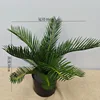 11-leaf Cycas H50CM