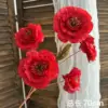 Melaleuca lotus rossa a 5 teste