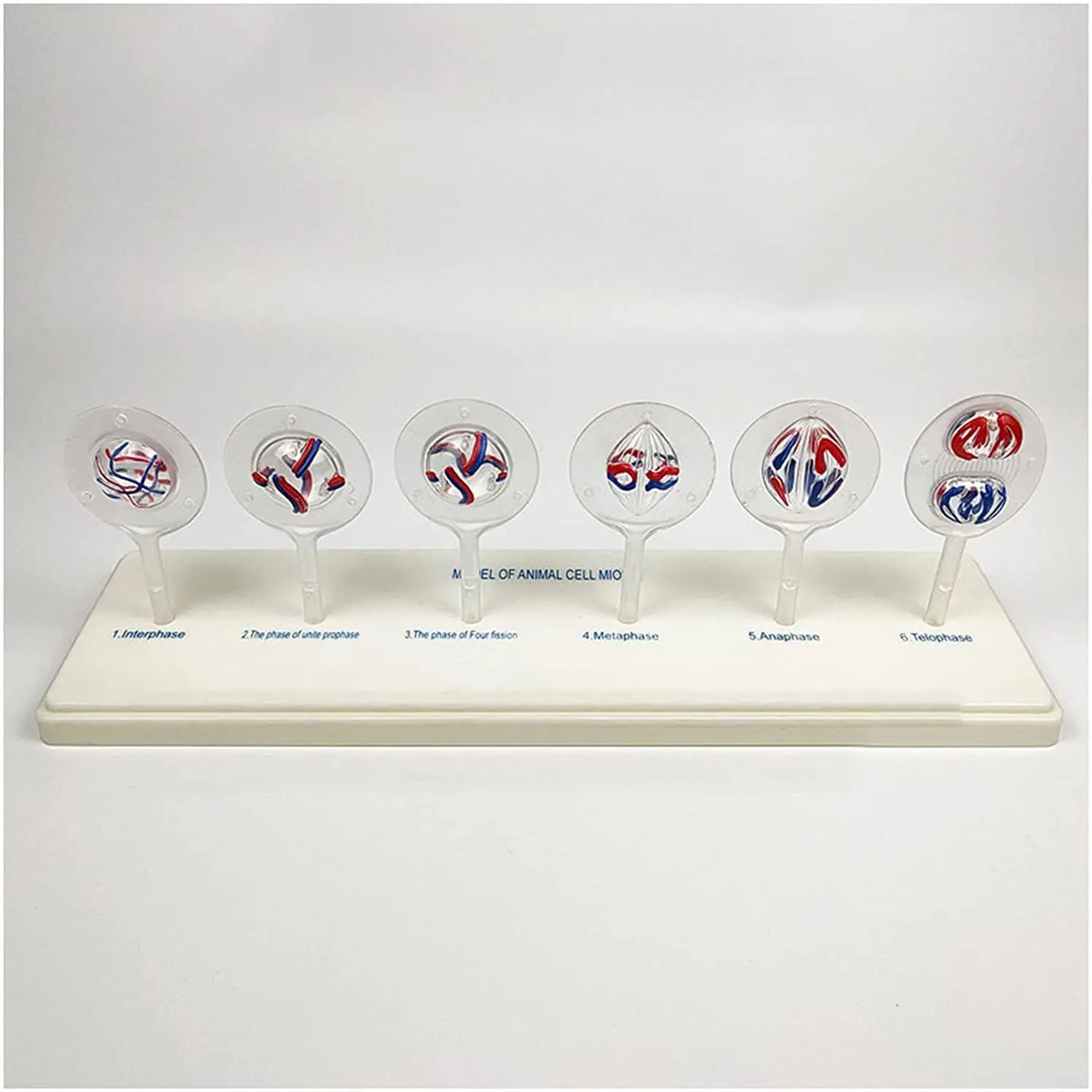 KyrenMed Plant Cell Mitosis Model and Animal Cell Meiosis Model