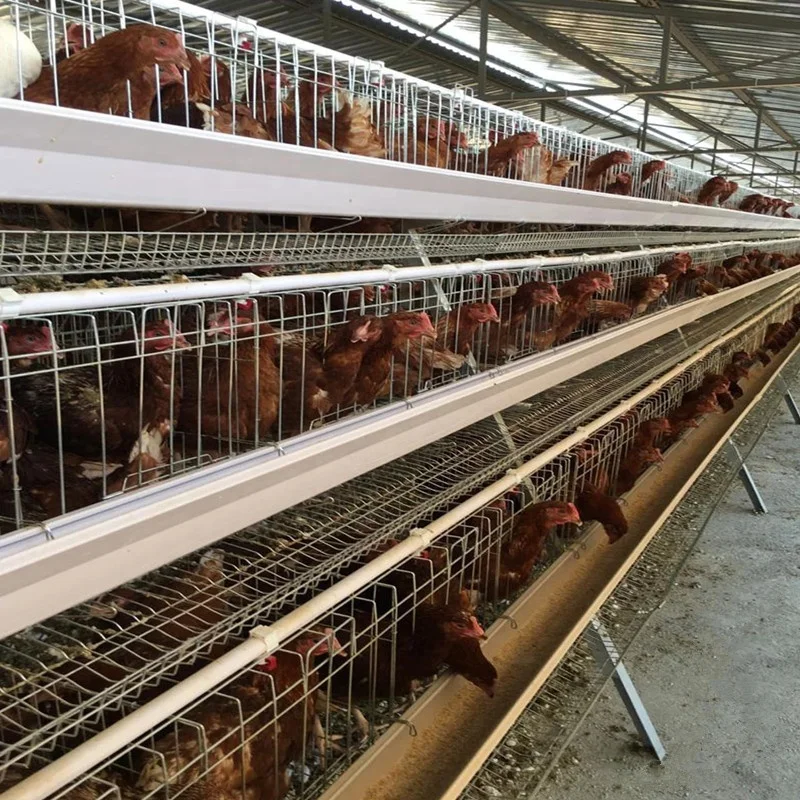 A Type 4 Tier Chicken Layer Battery Cage for 10000 Birds