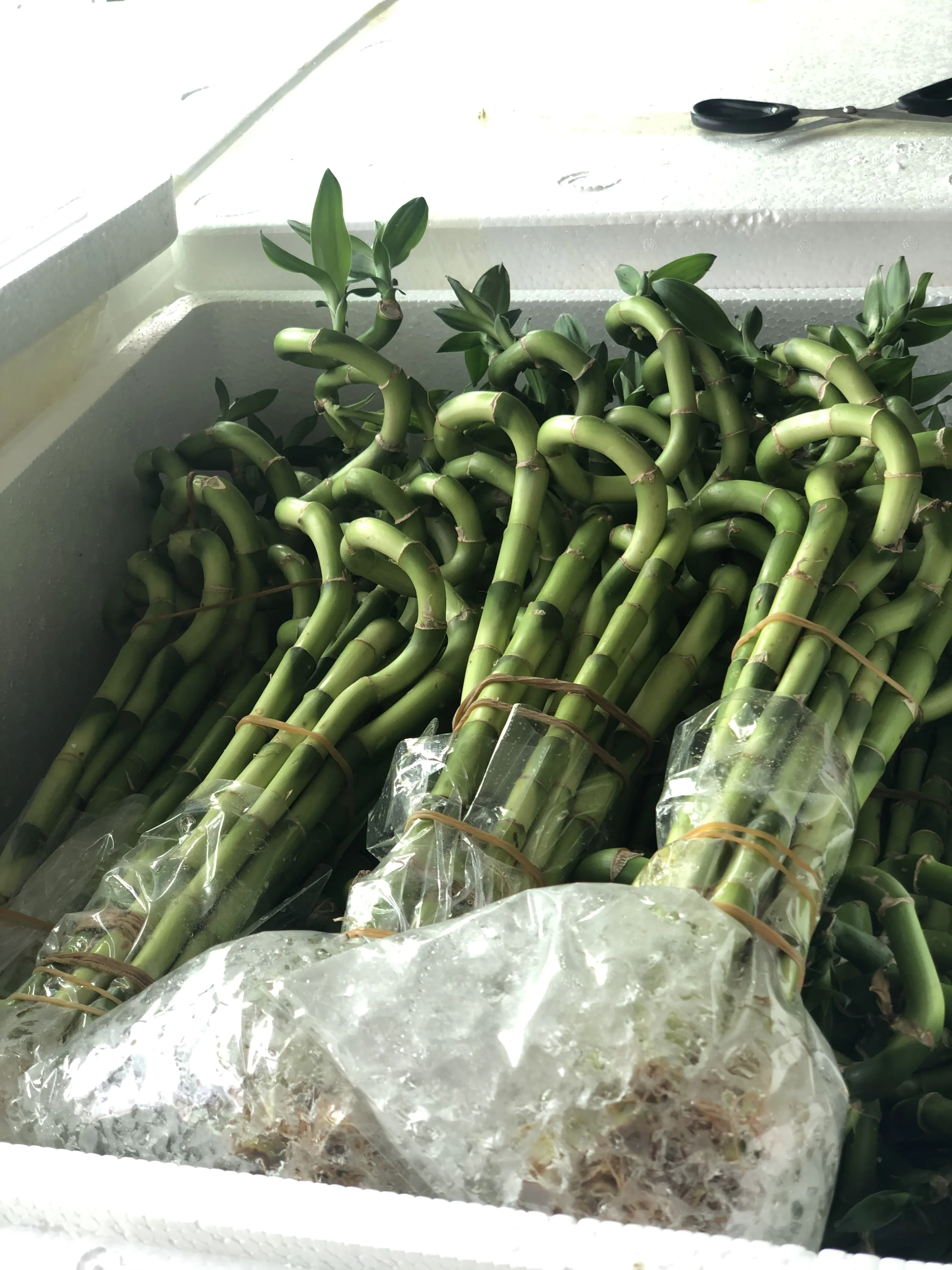 indoor 10cm-90cm spiral lucky bamboo / lucky bamboo plant