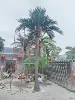 Straight Trunk Coconut Tree 2#