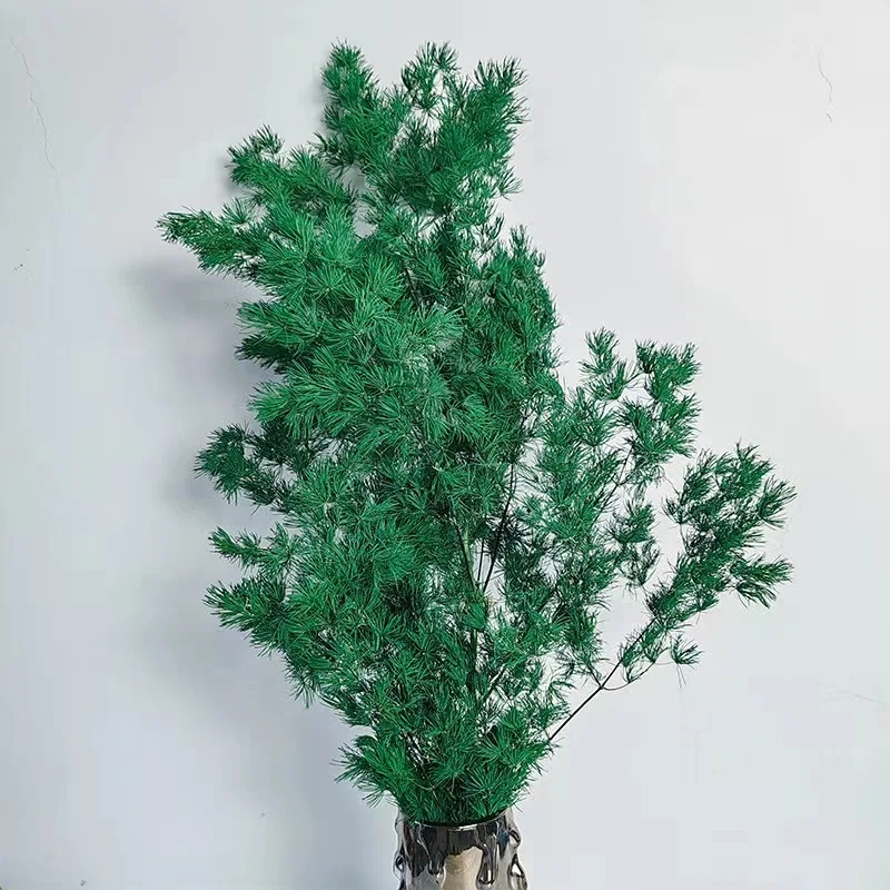 kaktus mit groen stacheln Pachycereus pringlei | Botanical Archive