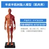 Resina de 30 cm - Musculoso - Hombre