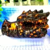 Cabeza de Dragón Yooperlita