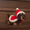 Dachshund vestito di Natale