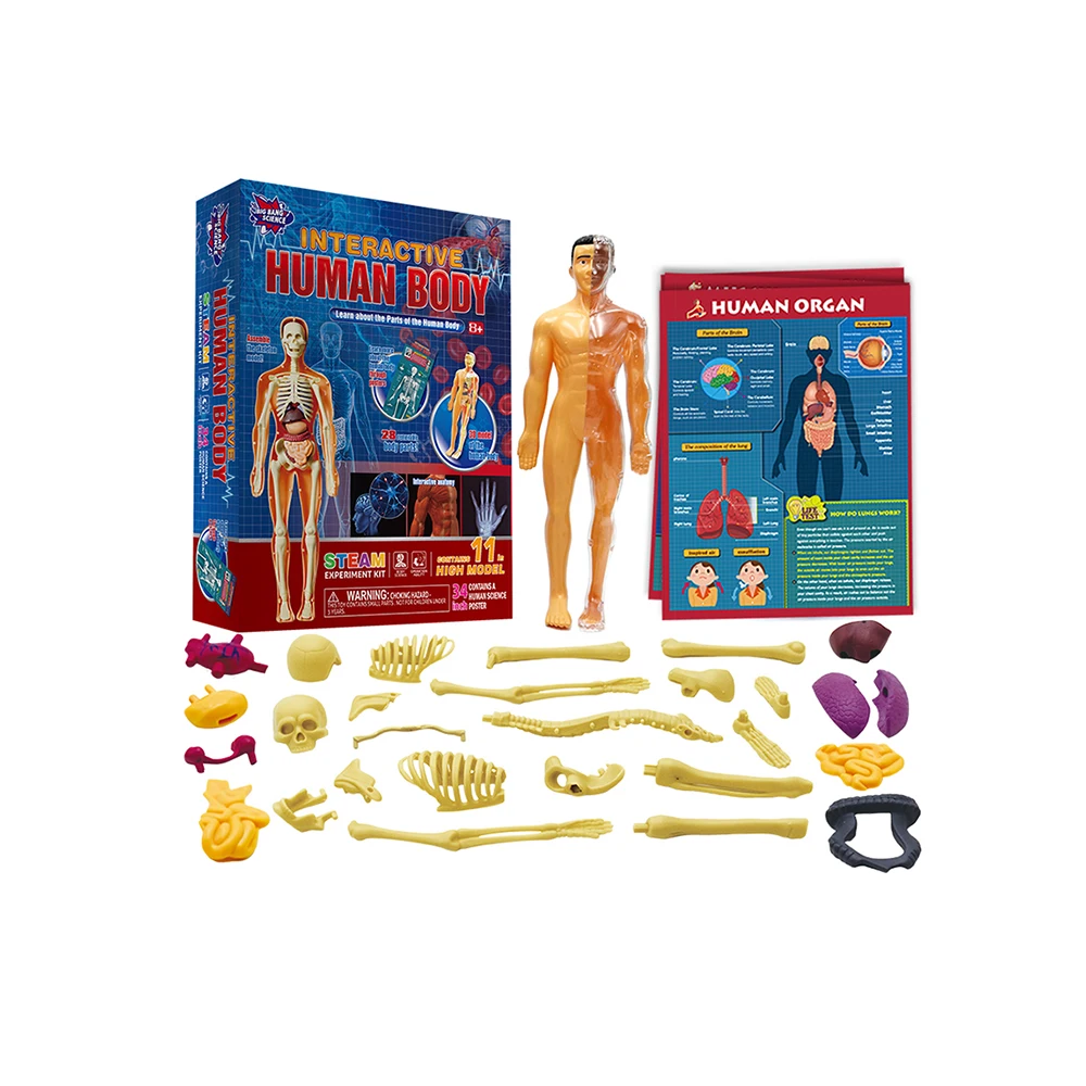 Human Body キット　英語 Human Body キット 英語 Car-Parts-Electronic-Throttle-