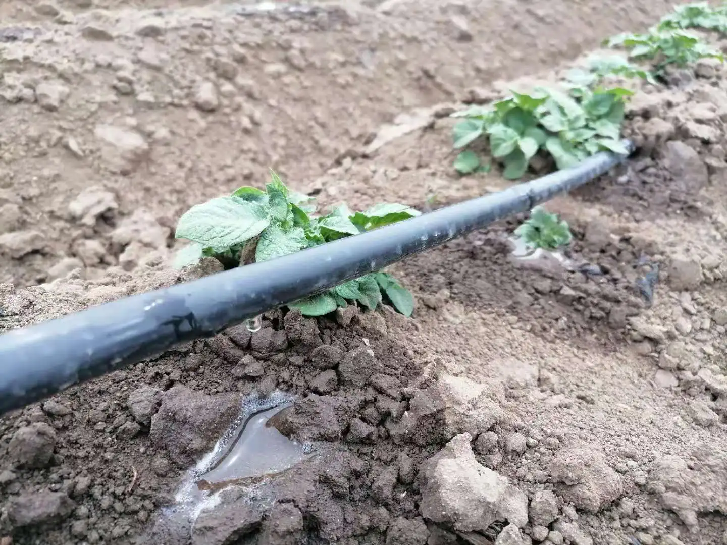 16mm Layflat Hose/agricultural Hose Pipe/drip Irrigation Other Watering