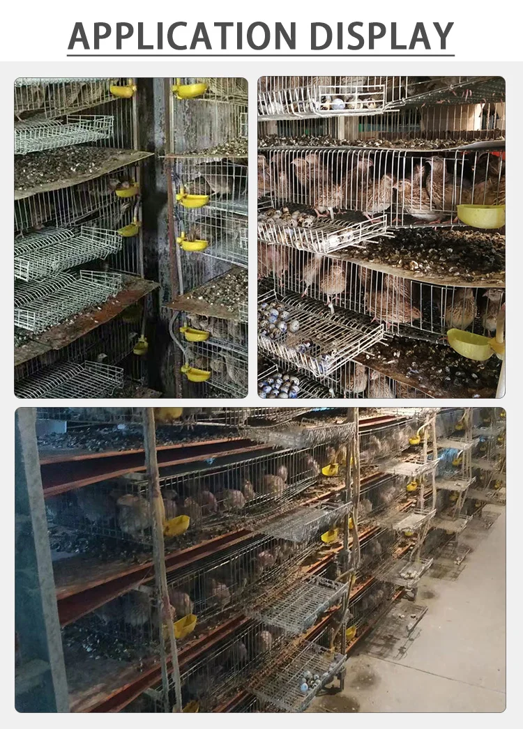 Poultry Farming Quail Brooder Cage Quail Cages For Egg Production Quail