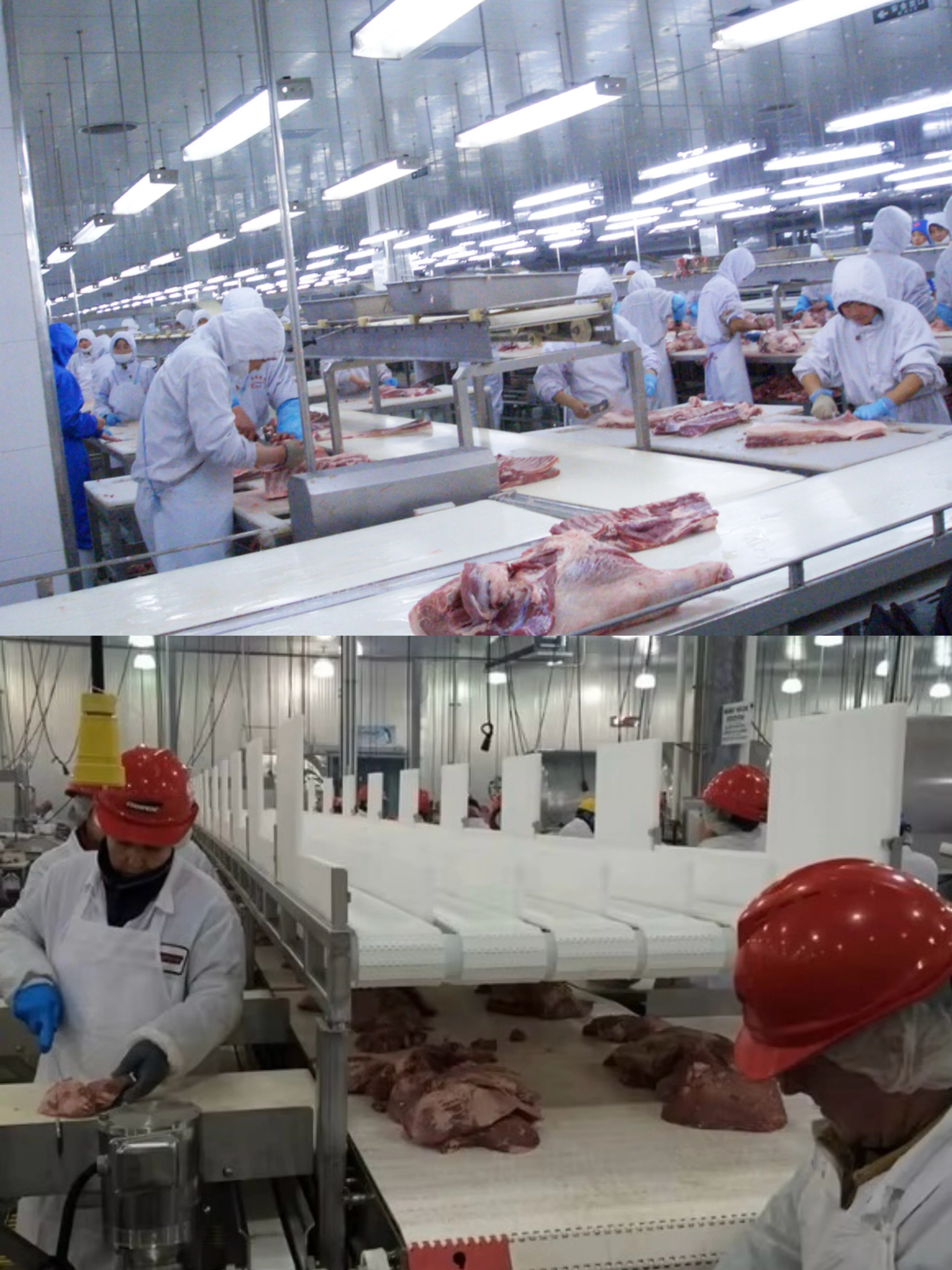 Automatic complete pork slaughtering line equipment for modern pork processing plant