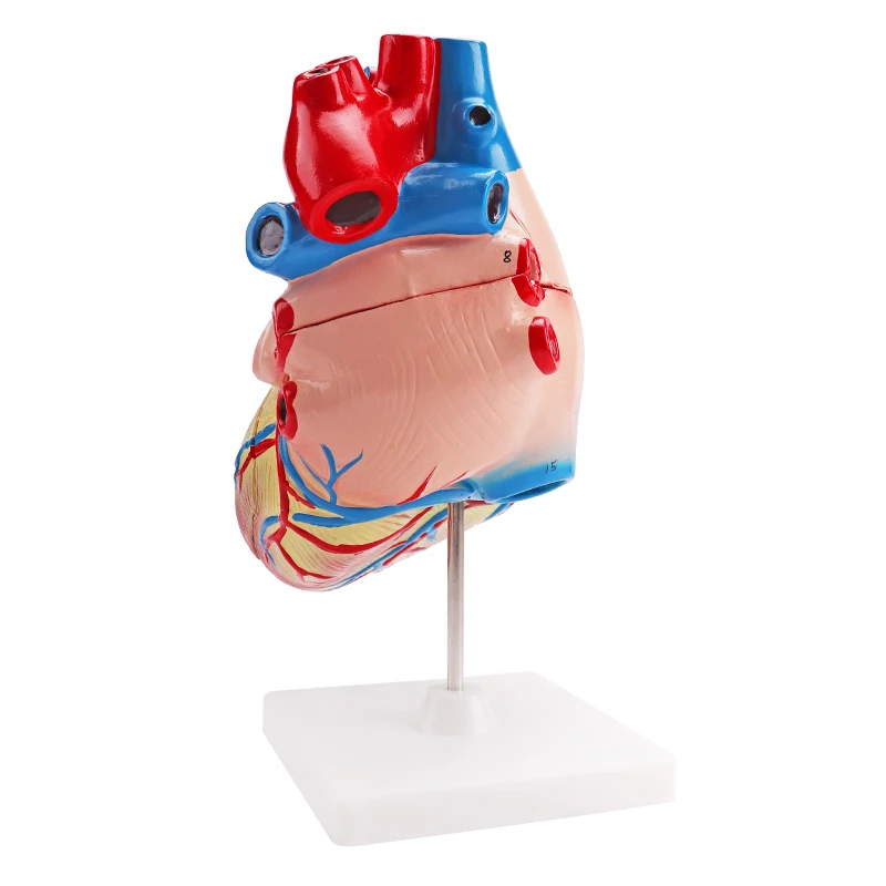 Modello Anatomico del Cuore - Modello Anatomico del Cuore Umano A Grandezza  Naturale - Modello Staccabile del Cuore di Anatomia Scientifica in 2 Parti  - per Aiuti alla Formazione Medica Educativa 