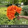 Orange 5-headed hydrangea