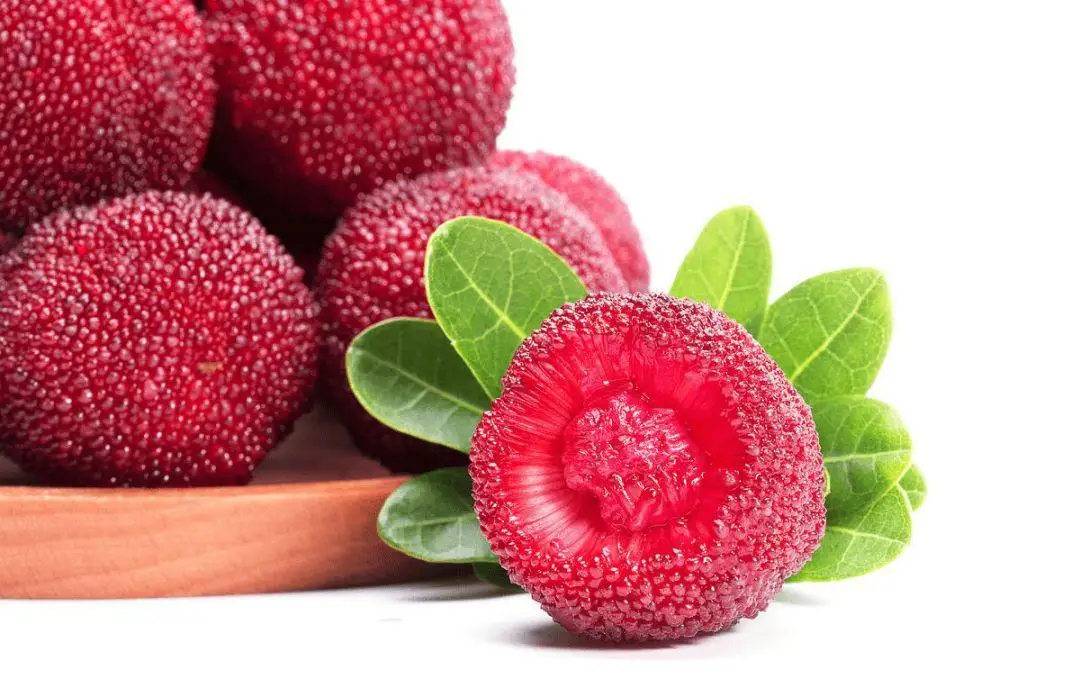 Factory High Quality Wholesale 100 Water Soluble Bayberry Powder Buy Bayberry Powder,Bayberry