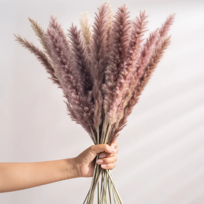 Dried Fluffy Reed Pampas Grass — Plenty Flowers