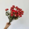 Cabeza múltiple chino rojo-10 cabeza de flor-15cm