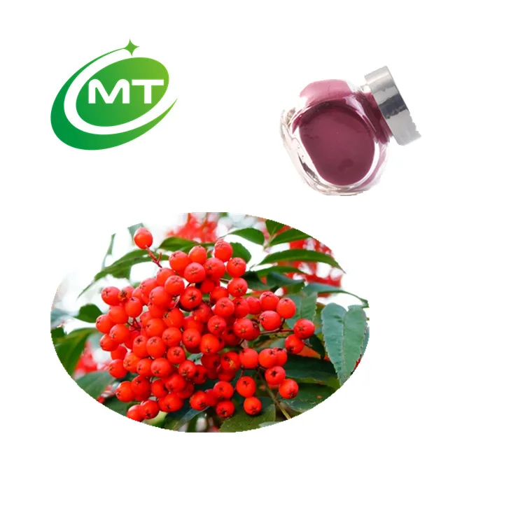 100%Pure Natural European Mountain Ash Powder Chokeberry Extract/High Quality Rowan Sorbus Aucuparia Extract