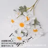 6 teste di girasoli bianchi