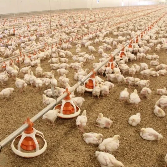 Automatic Poultry Equipment Broiler Feeding System for Chicken Farm