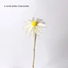 A White Small Leucanthemum [Send a Bundle of Flowers, Leaves and
