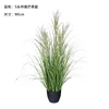 กระถาง Miscanthus สวยงาม 5 ชิ้น ขนาด 90 ซม