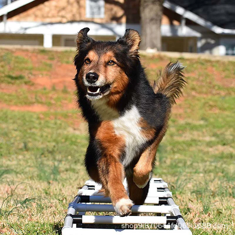 Dog Workout Equipment Dog Obstacle Course Pet Outdoor Game Dogs Agility Training Ladder