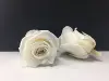 rose white