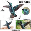 2997 piccolo colibrì blu
