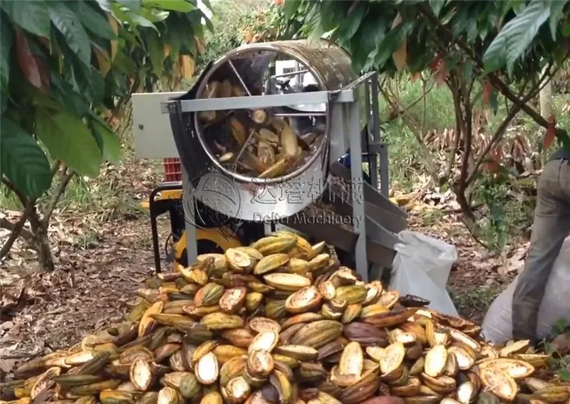 Fresh Cocoa Beans Dehuller Remover Extractor Harvester From Green Cocoa Pod Separated From Shells