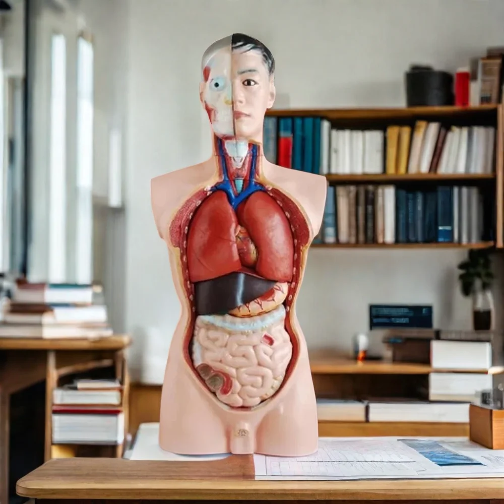 DARHMMY 85CM Male Torso Human Anatomy Simulator with 19 Parts Medical Science Training Product