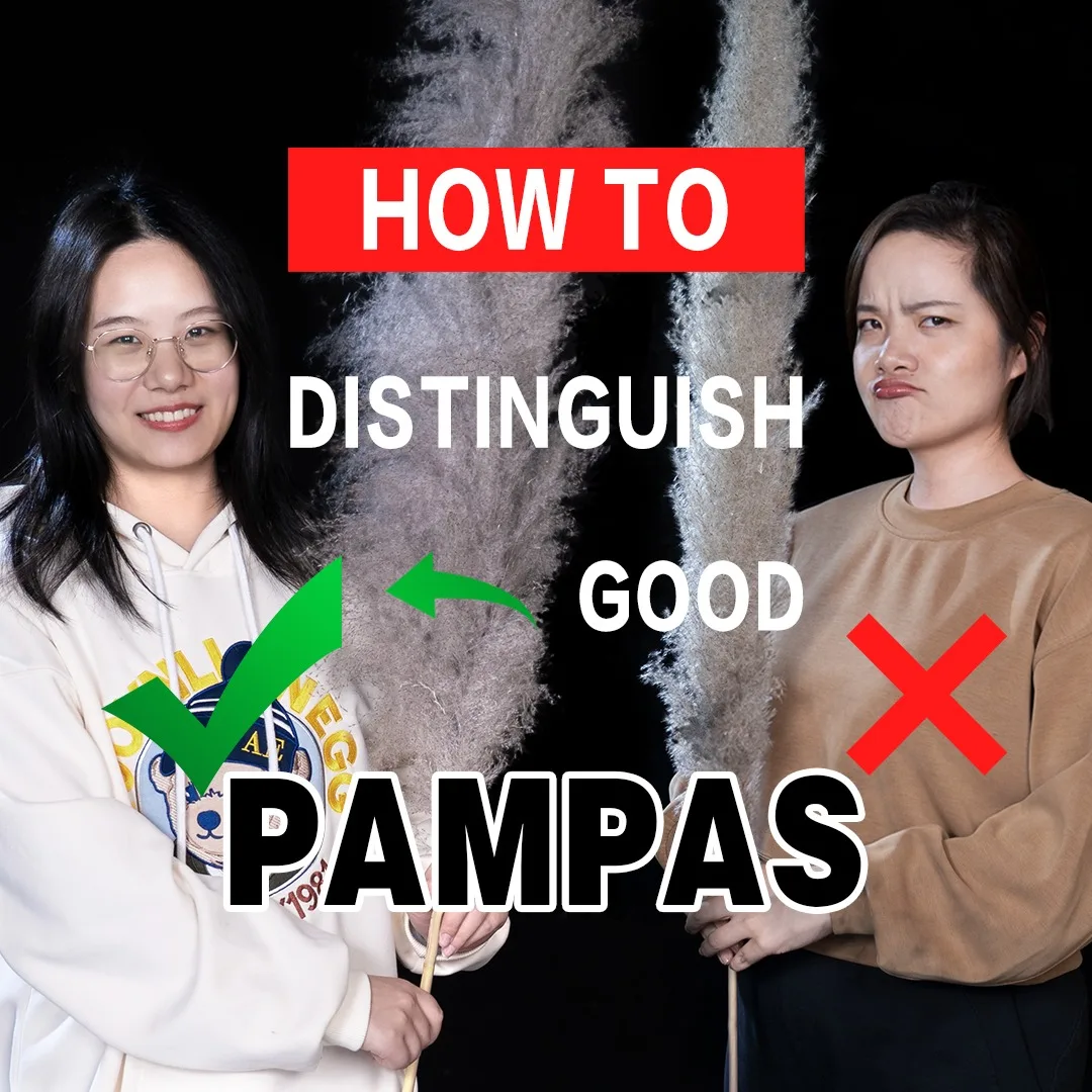 EVERMORE How to distinguish good pampas to those not good Product Show