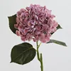 Rosa Viola