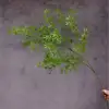 #10 Panda di Bambù