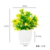 Bellflower potted plants