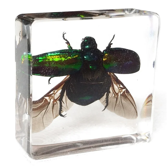 Real Insect Real Bugs Crystal Animal Resin Paperweight Insect Resin Specimens for Collection