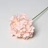 Rosa rubor