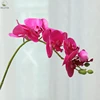 Pourpre