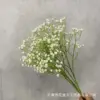 Gypsophila