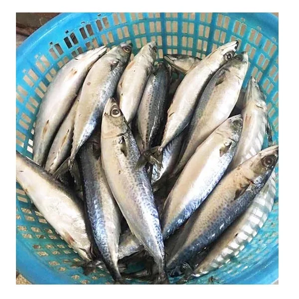 ビッグサイズ冷凍太平洋サバ魚300-500g| Alibaba.com