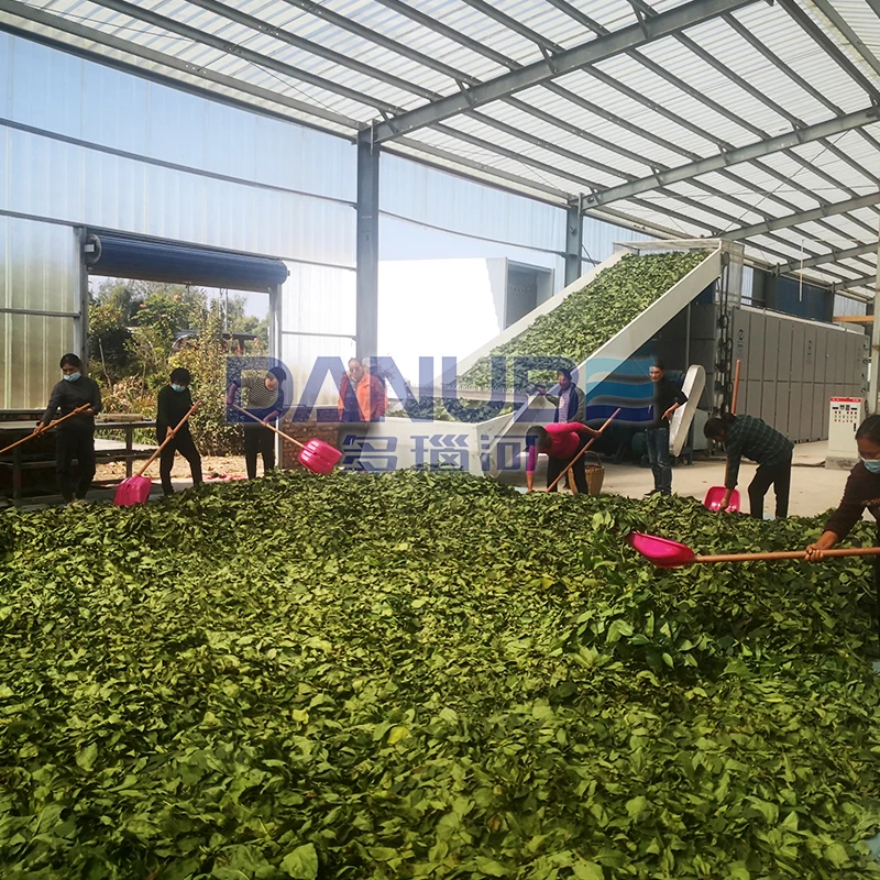 Large Scale Continuous Mesh Belt Dryer for Drying Grass Moringa Leaf Vanilla Machine for sale