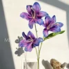 Daylily