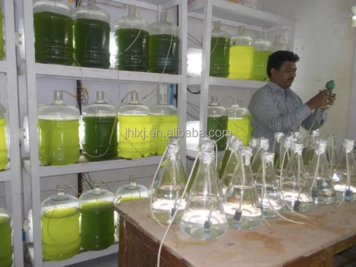 Microalgae Photobioreactor Tubular Reactor for Algae