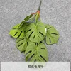 Hoja de Monstera de Goma