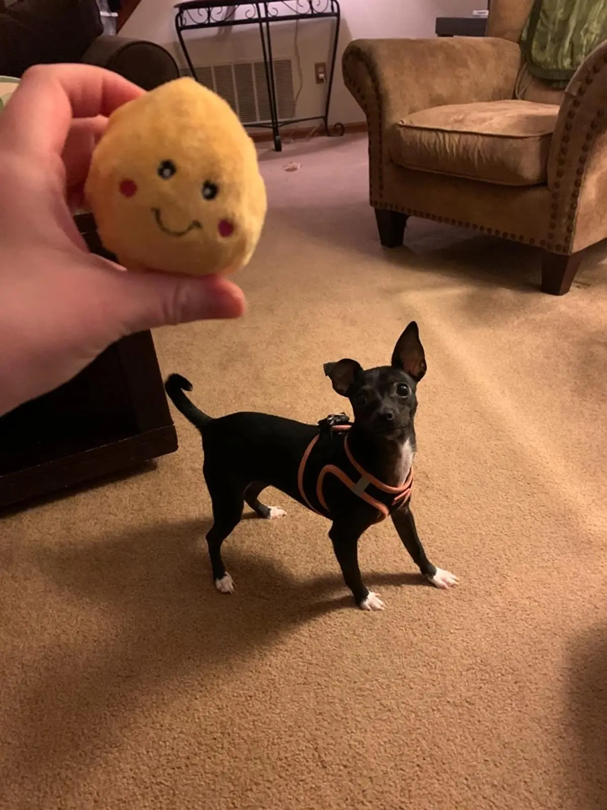 Pet Plush Toys Food Buddies Popcorn Bucket Interactive Dog Toys For