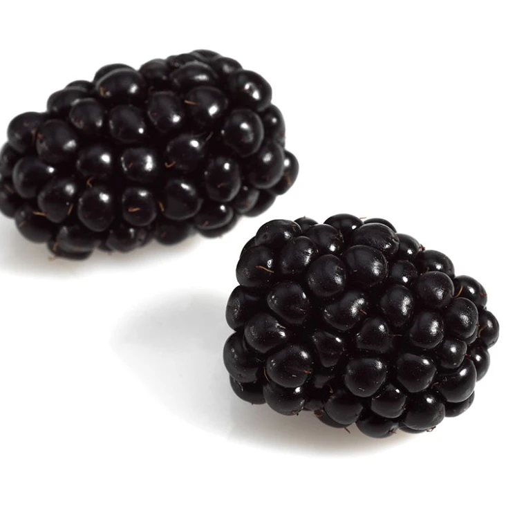 natural black dried elderberry fruit extract powder elderberry