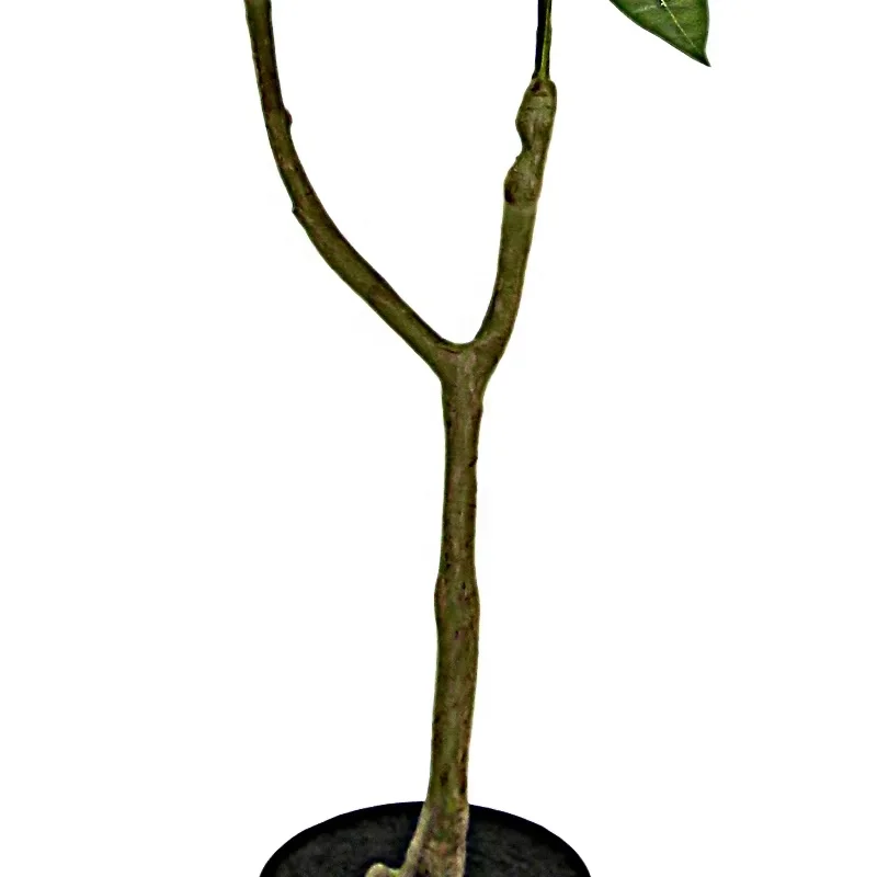 Factory Price Ocean Harvest High Simulation Artificial Money Plant Rich Tree Artifical Bonsai Tree