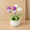 Viola - Snow Five 6 tulipani