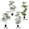 Calathea Velluto 17#