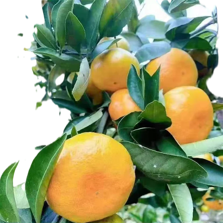 Citrus Fresh Orange мандарины