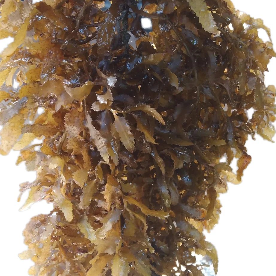 Getrockneter Sargassum-Seetang-Dnger der Marke GGN aus Vietnam mit 12  Monaten Haltbarkeit fr Tierfutter| Alibaba.com