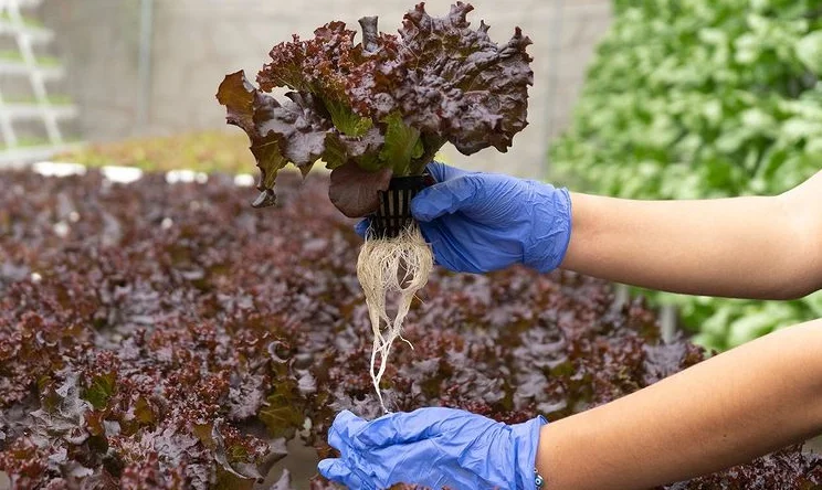 hydroponic net cups